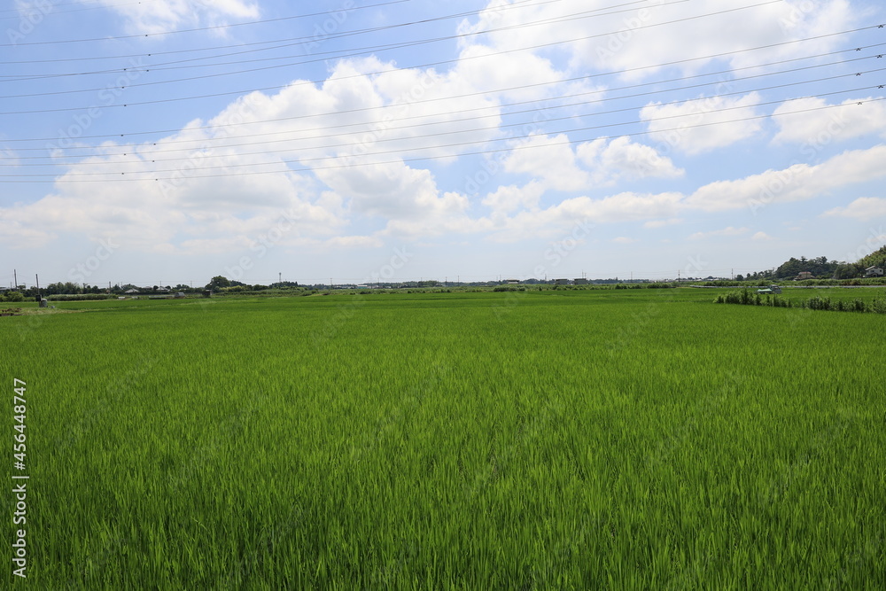 青空と田んぼ