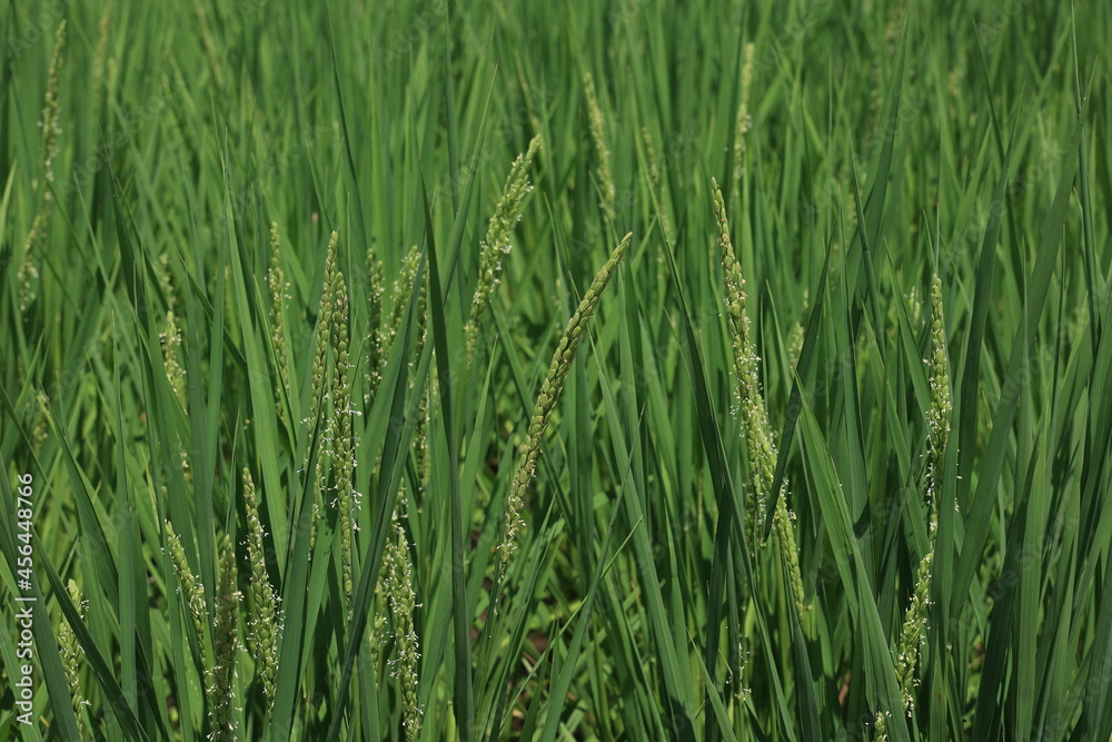 Obraz premium 稲