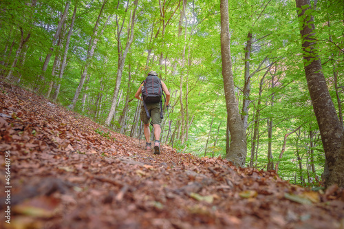 Hike Aged hiker with backpacks enjoys retirement on an uphill forest trail in a beech forest in Italy,freedom concept