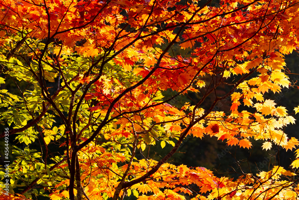 高原　信州　紅葉　もみじ