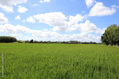 田舎の田園風景