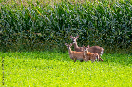 Fényképezés White-tailed deer (odocoileus virginianus) standing next to a Wisconsin cornfiel