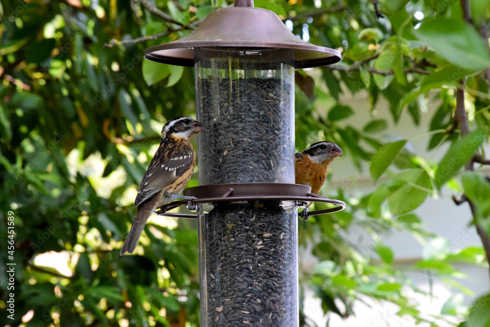 Naklejka premium Grosbeak Duo Feeder 04