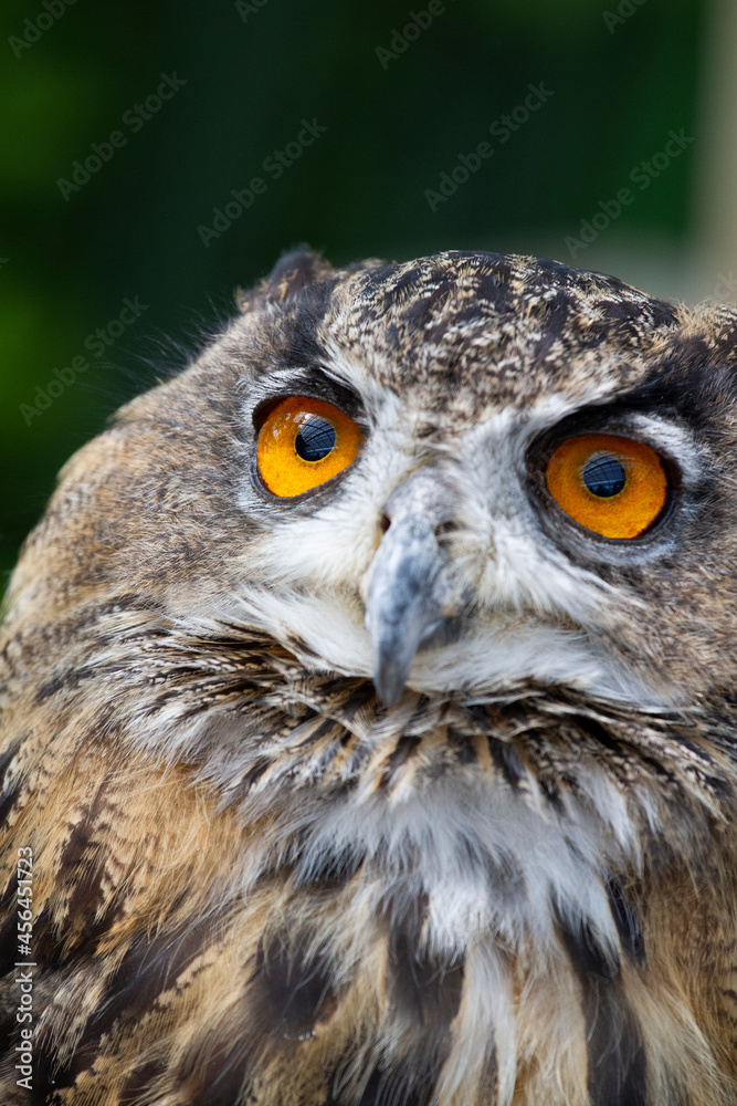 フクロウ 梟 ミミズク 鳥 森の賢者 フクロウ 梟 ミミズク 鳥 森の賢者