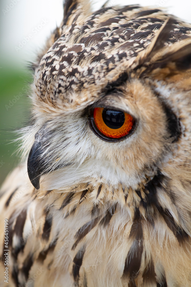 Obraz premium フクロウ 梟 ミミズク 鳥 森の賢者