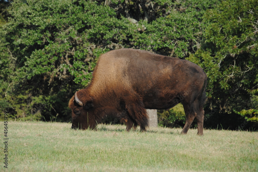 american bison eating grass