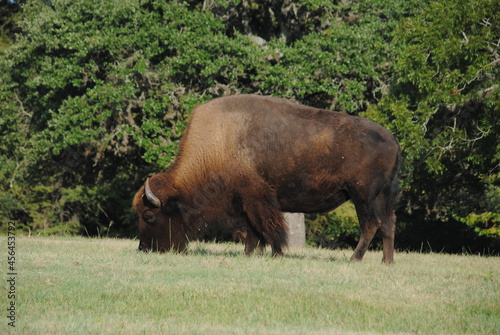 american bison eating grass © karen
