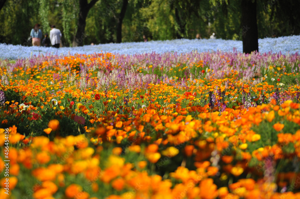 Fototapeta premium 花