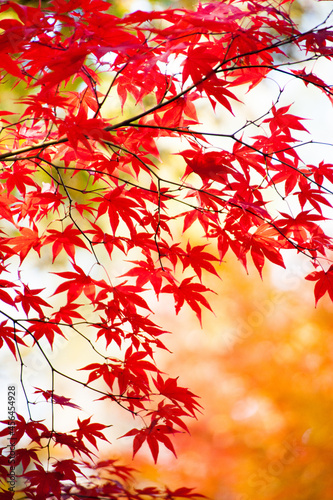 紅葉