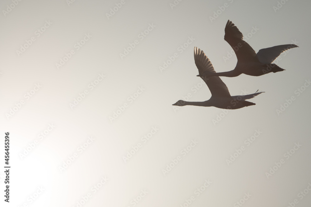 Obraz premium 白鳥