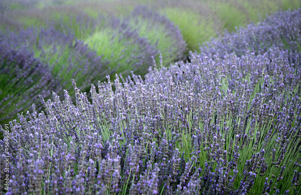 Obraz premium Rows of lavender plants in a lavender field at the lavender farm