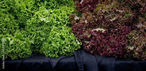 Slika na platnu Close up of a head of green leaf lettuce next to a head of red leaf lettuce on a