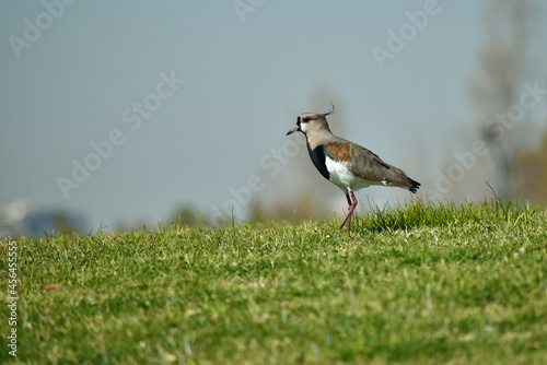 southern lapwing (Vanellus chilensis) on the ground photo