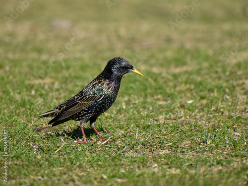 common starling (Sturnus vulgaris) in Buenos Aires