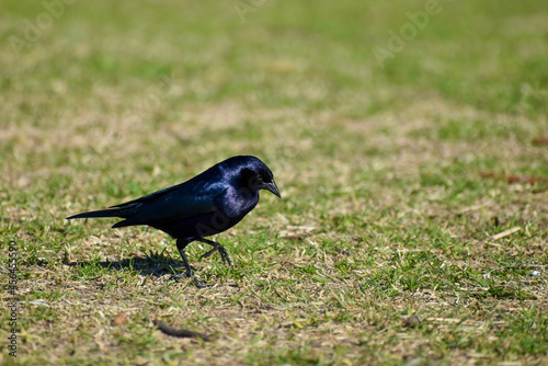 shiny cowbird (Molothrus bonariensis) on the ground photo