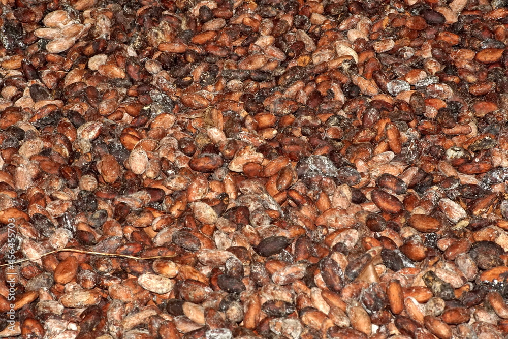 Cacao beans laid out to dry at a cacao bean farm near Las Penas, Ecuador Cacao beans laid out to dry at a cacao bean farm near Las Penas, Ecuador