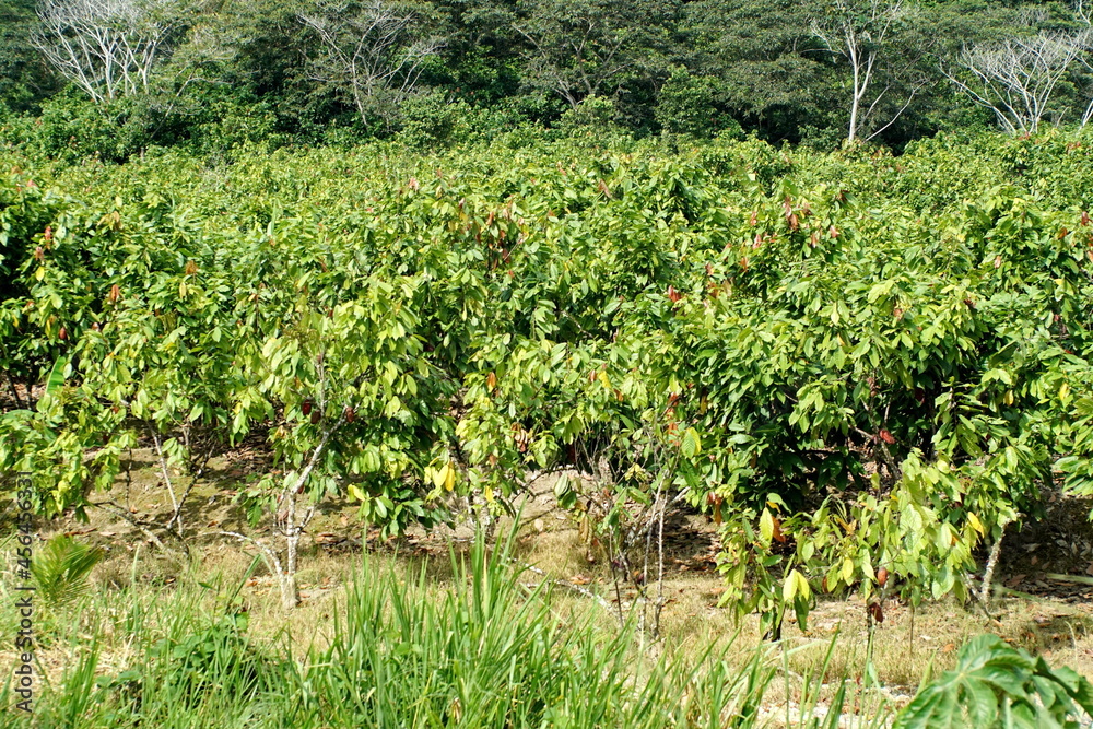 Field of cacao trees at a cacao bean farm near Las Penas, Ecuador
