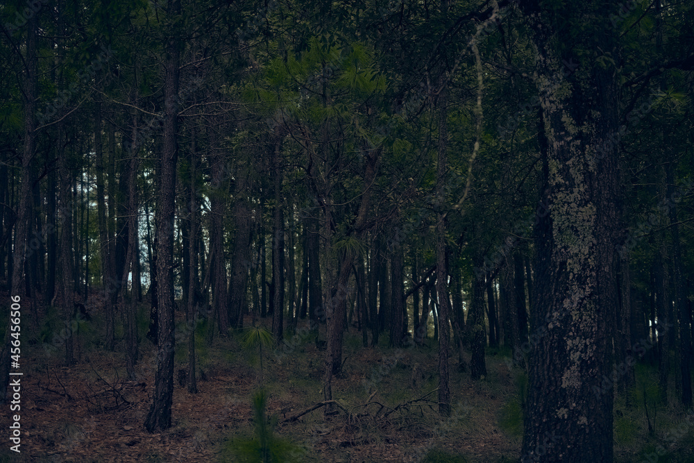 Obraz premium Dark Forest