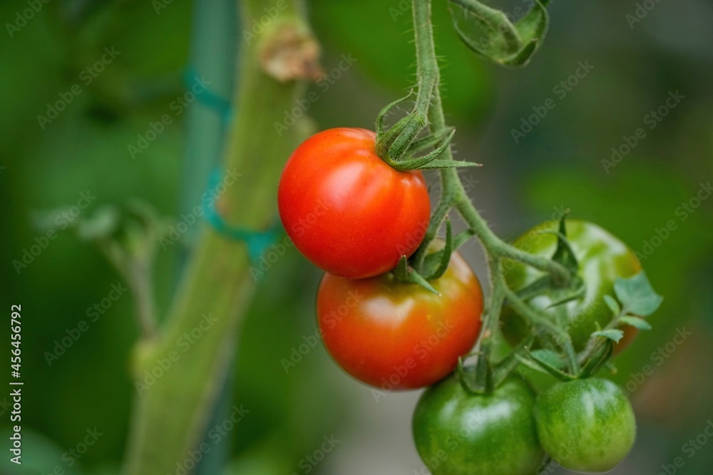 美味しそうに熟したトマト