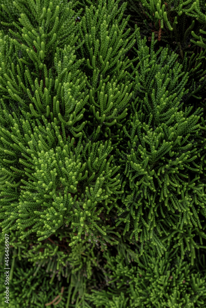 緑の植物、テクスチャ、カイヅカイブキ 緑の植物、テクスチャ、カイヅカイブキ