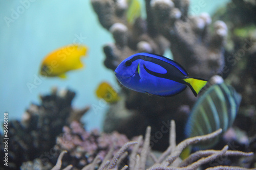 魚