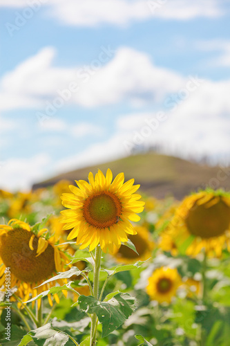 field of sunflowers