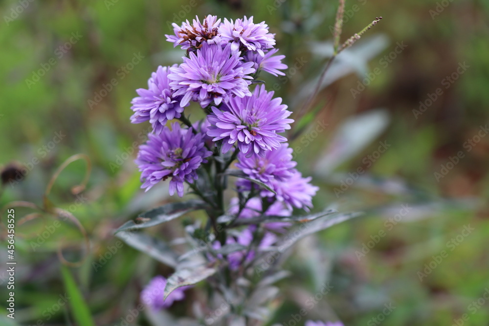 Beautiful bunch of purple flowers blooming Beautiful bunch of purple flowers blooming