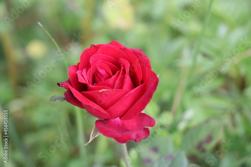 Beautiful red rose in the light background.