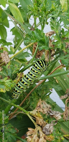 caterpillar on a leaf