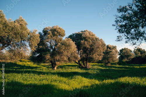 Olive trees in the meadow and grass in Cesme Izmır Turkey.