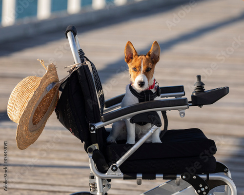 Jack Russell Puppy sitting on my Powerchair looking very cute and adorable © Sandy