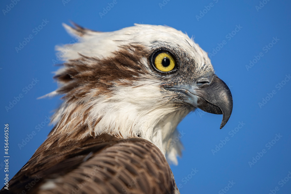 Osprey or Fish Eagle Head showing great detail in Beak, Feathers and eye with bright blue sky Osprey or Fish Eagle Head showing great detail in Beak, Feathers and eye with bright blue sky