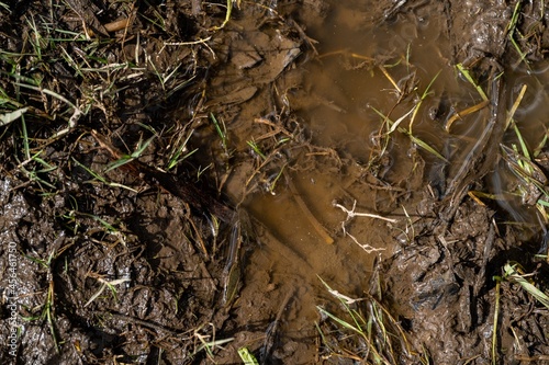 muddy puddle with grass, texture