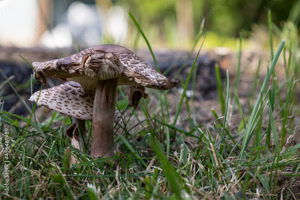 Fototapeta premium mushroom in the grass