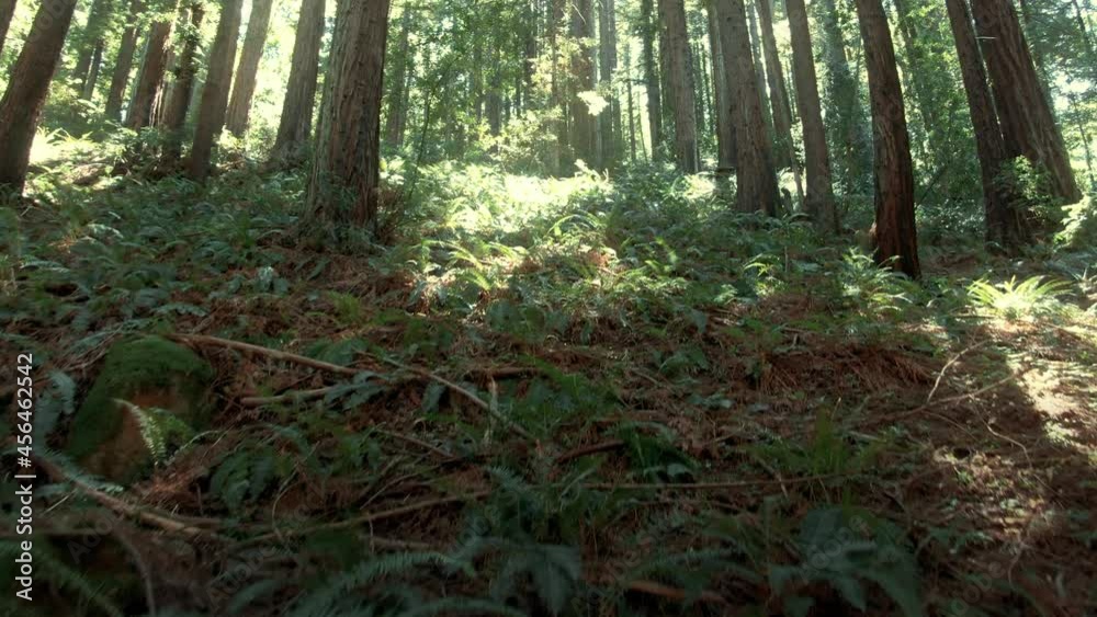 Aerial: Tracking In Redwood Forest, California, USA Aerial: Tracking In Redwood Forest, California, USA