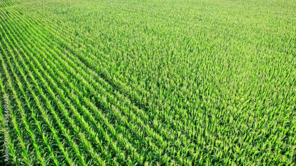 Beautiful summer landscape of a corn field Beautiful summer landscape of a corn field