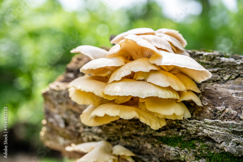 White Oyster Mushrooms growing on a decaying log in a forest
