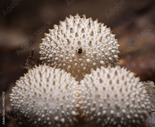 Macro closeup of puffball mushrooms on forest floor