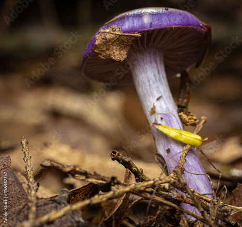 Macro closeup of a violet purple mushroom on forest floor photo