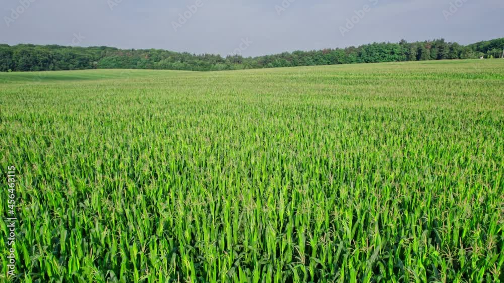 Aerial view of plantation green corn field Aerial view of plantation green corn field
