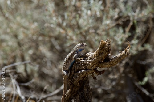 Lizard in the high desert at Smith Rock State Park, Central Oregon 