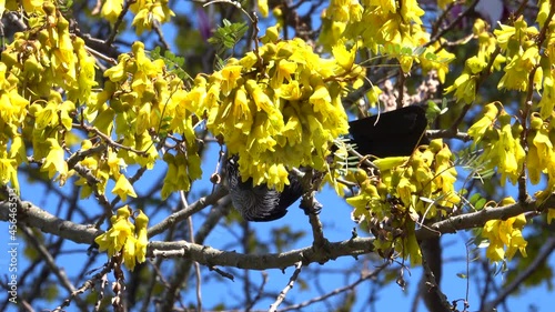 New Zealand tui bird feeding on kowhai tree flowers photo