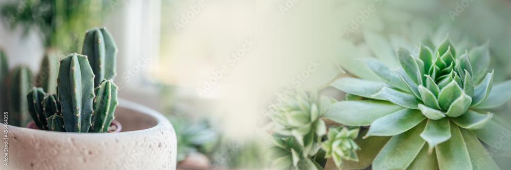 Cactus and succulents easy indoor plants banner size background Cactus and succulents easy indoor plants banner size background