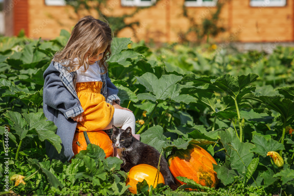 The girl is stroking the cat. Field with yellow pumpkin on the farm. Horizontal photo with people and animals.