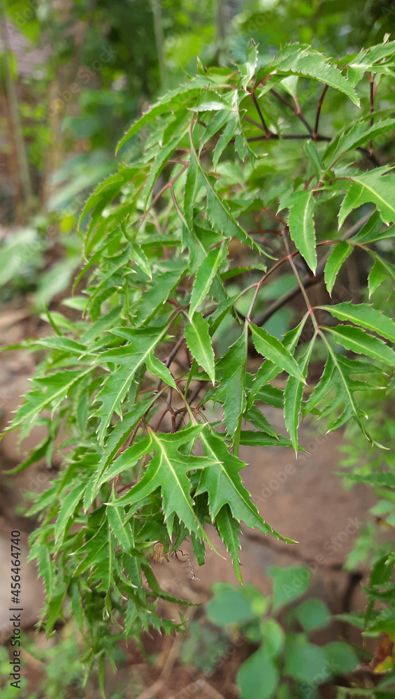 beautiful patterned leaves on nature beautiful patterned leaves on nature