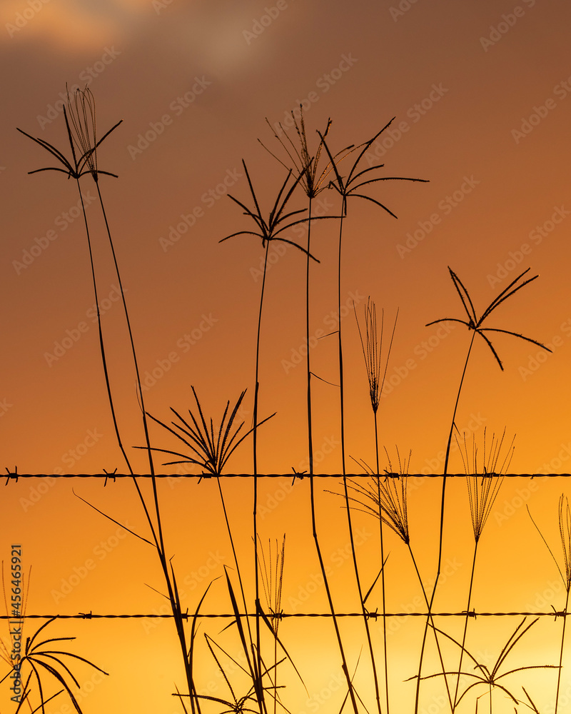 Sunset sky with grasses in front of barbed wire Sunset sky with grasses in front of barbed wire