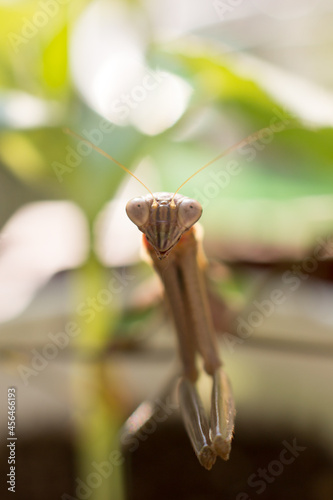 Praying Mantis close up © Jennifer