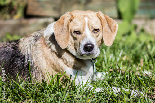 Beagle in the grass