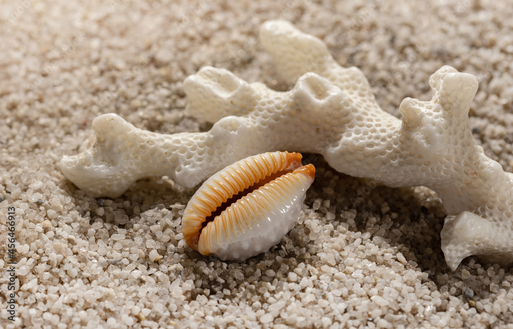 Fototapeta premium Beach composition with sea corals and seashells on white sand. Sea and leisure background.