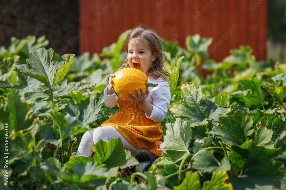 Girl on the field with pumpkins. The child pretends to bite the pumpkin. Autumn photos of children. Girl on the field with pumpkins. The child pretends to bite the pumpkin. Autumn photos of children.